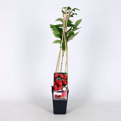 Rubus log. Loganberry 70 VK2L