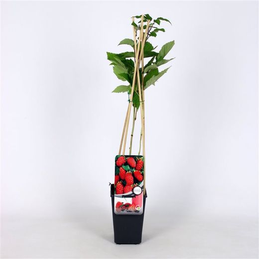 Rubus log. Loganberry 70 VK2L