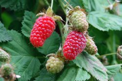 Rubus log. Loganberry 70 VK2L