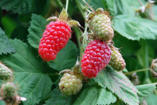 Rubus log. Loganberry 70 VK2L