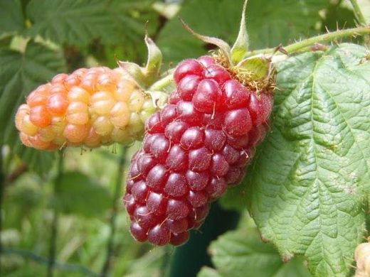 Rubus 'Tayberry' 70 VK2L