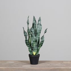 Sanseviera en Maceta de Plástico Negro. 67cm