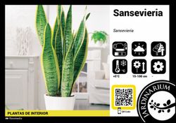 Sanseviera laurentii  c-25