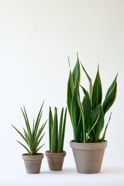 Sanseviera laurentii  c-25