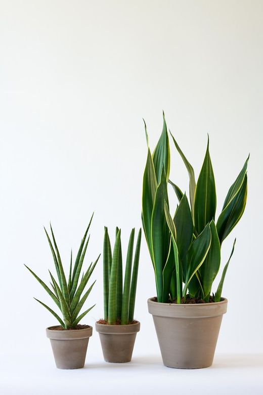 Sanseviera laurentii  c-25