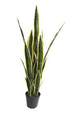 Sanseviera Oeste con Maceta, 140cm