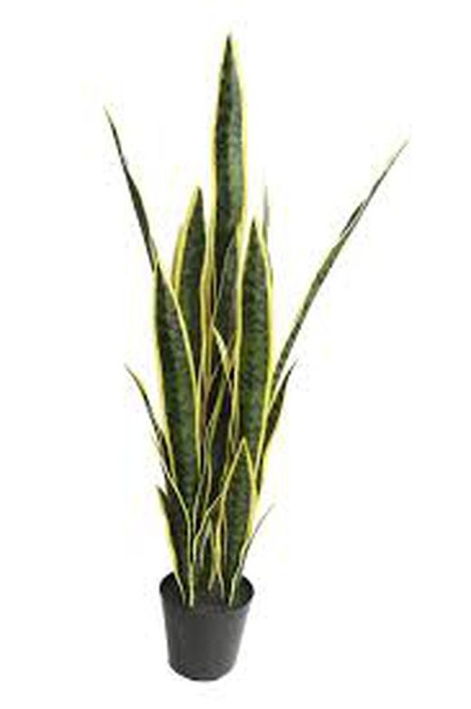 Sanseviera Oeste con Maceta, 140cm