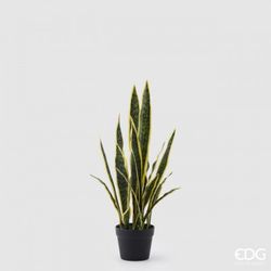 Sanseviera Oeste con Maceta, 70cm