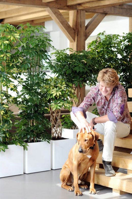 Schefflera capella   c-17 / 90 altura