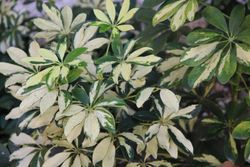 Schefflera capella   c-17 / 90 altura