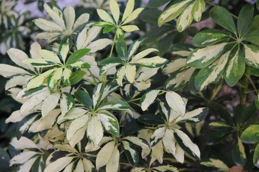 Schefflera capella   c-17 / 90 altura