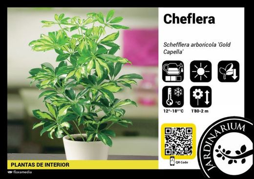 Schefflera capella   c-17 / 90 altura