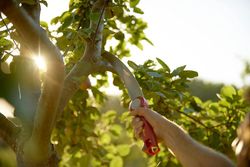 Serrucho de poda + mango Outils Wolf OZM3