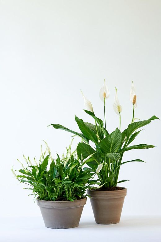 Spathiphyllum   c-13 / 50 cm altura