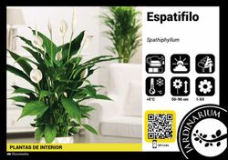 Spathiphyllum  sweet lauretta  c -24 /  100 cm altura