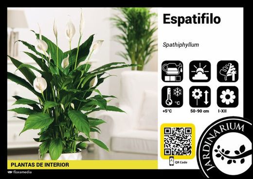 Spathiphyllum  sweet lauretta  c -24 /  100 cm altura