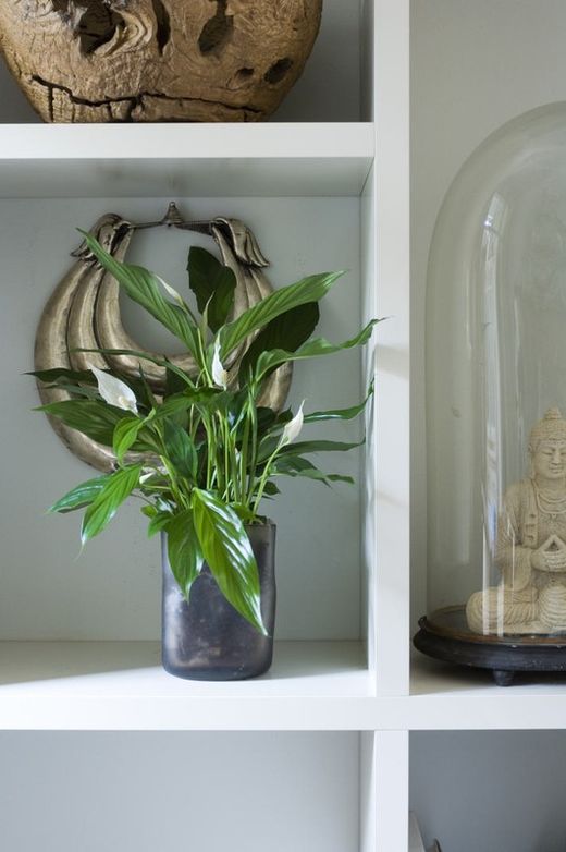 Spathiphyllum  sweet lauretta  c -24 /  100 cm altura