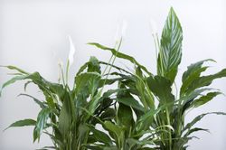 Spathiphyllum  sweet lauretta  c -24 /  100 cm altura