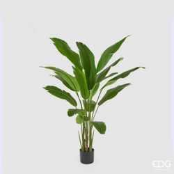 Strelitzia Chic con Jarron C/VASO H155 C3 VERDE