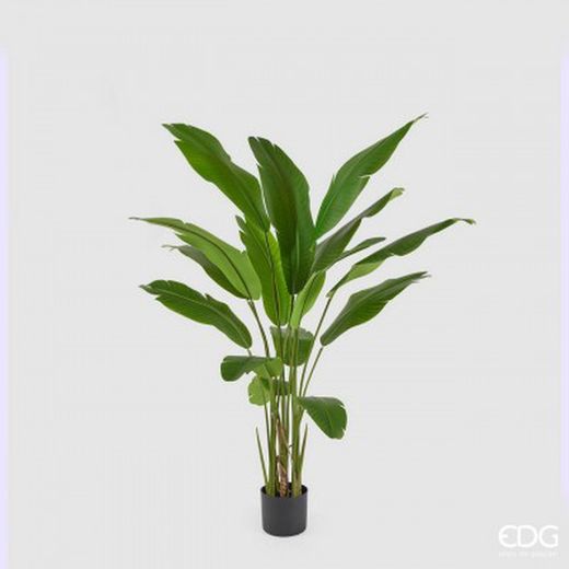 Strelitzia Chic con Jarron C/VASO H155 C3 VERDE