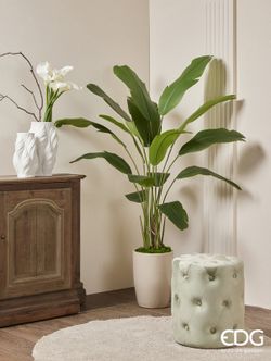 Strelitzia Chic con Jarron C/VASO H155 C3 VERDE