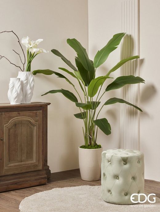 Strelitzia Chic con Jarron C/VASO H155 C3 VERDE