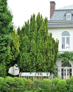 Taxus baccata fastigia 125/150 altura