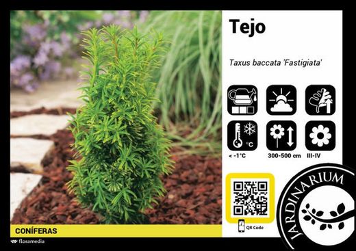 Taxus baccata fastigia 125/150 altura
