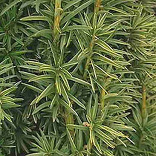 Taxus baccata fastigia 125/150 altura