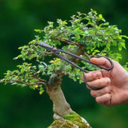 Tijeras para Ramitas de Bonsai delgadas