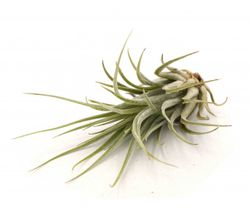 Tilandsia marconae L