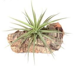 Tillandsia aeranthos R