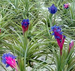 Tillandsia aeranthos R