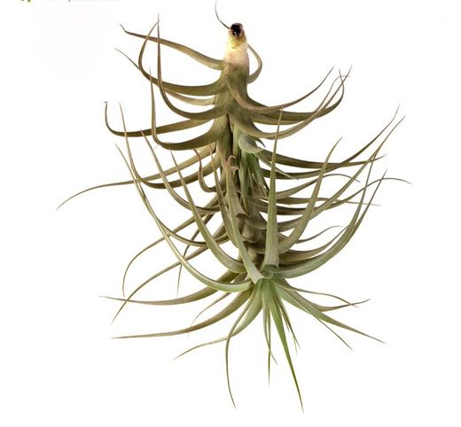 Tillandsia bergeri verde R