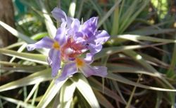 Tillandsia bergeri verde R