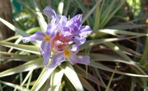 Tillandsia bergeri verde R