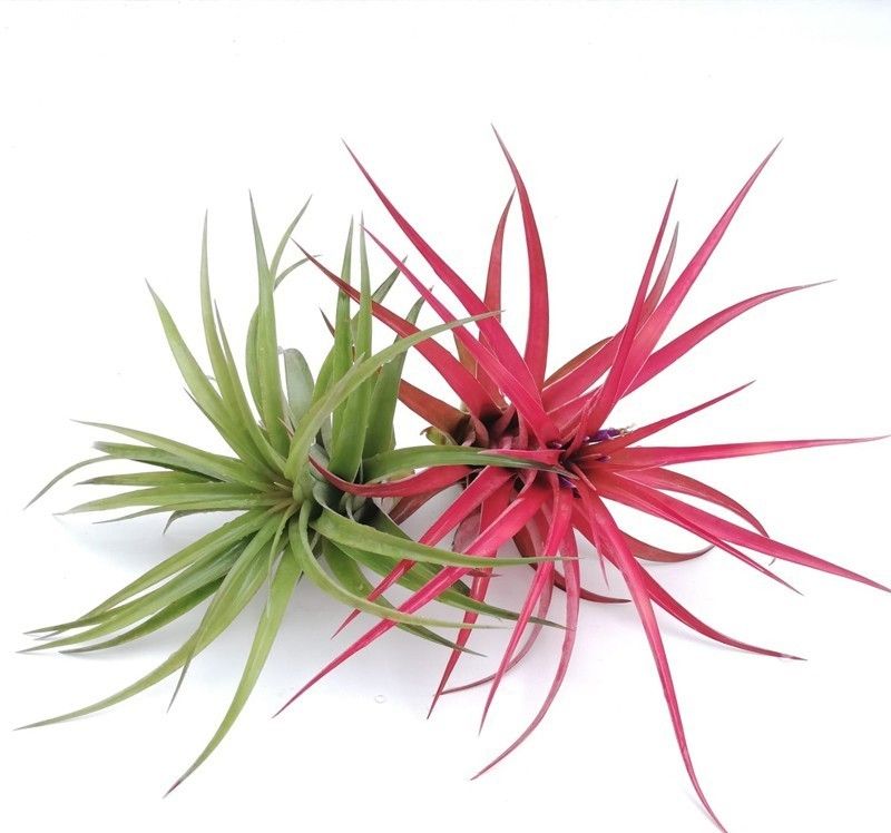 Tillandsia brachycaulos multiflora L