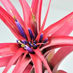 Tillandsia brachycaulos multiflora L