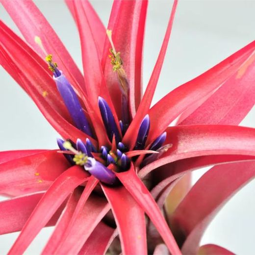 Tillandsia brachycaulos multiflora L