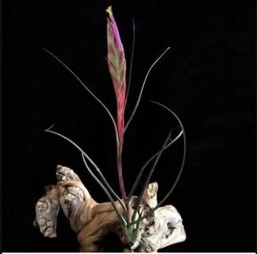 Tillandsia butzii
