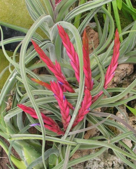Tillandsia caput medusae L