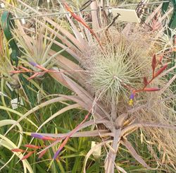 Tillandsia fuchsii gracilis L