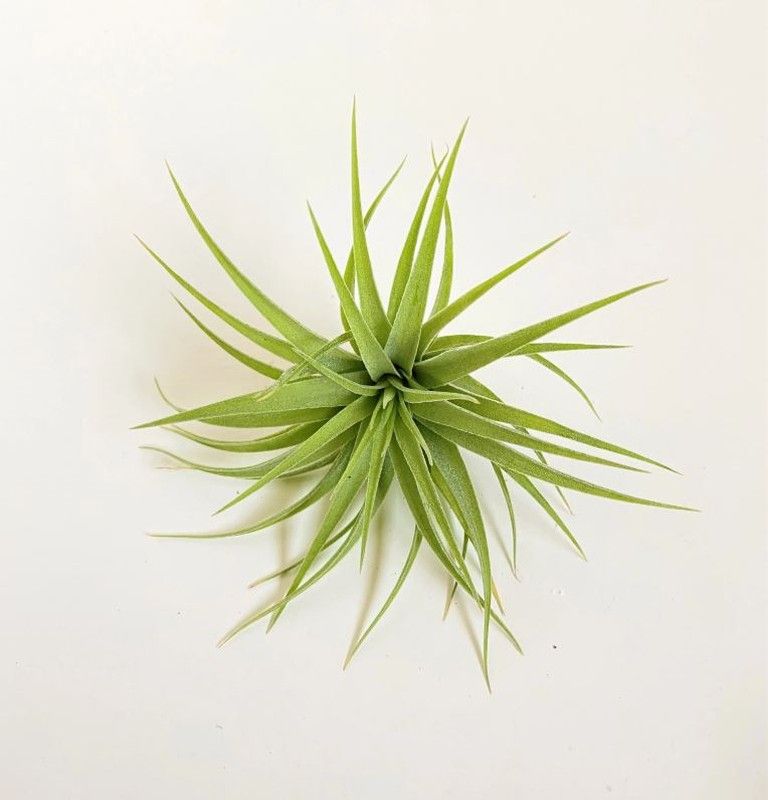 Tillandsia geminiflora R
