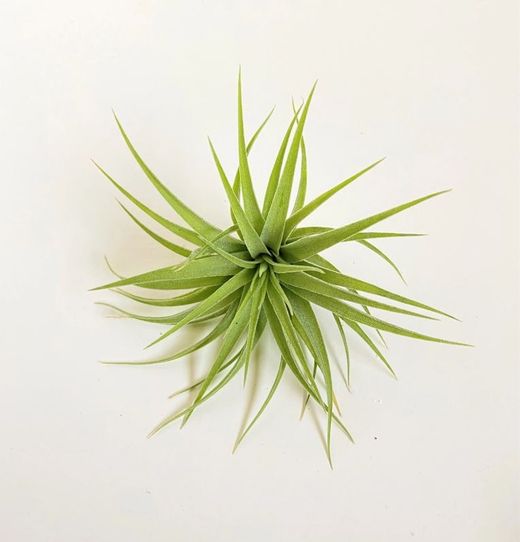 Tillandsia geminiflora R