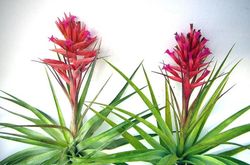 Tillandsia geminiflora R