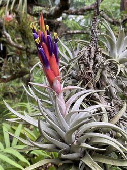 Tillandsia harrisii R