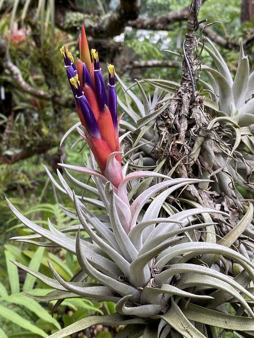 Tillandsia harrisii R