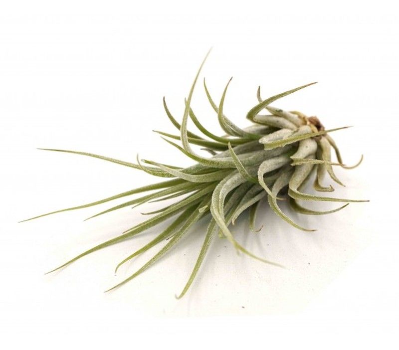 Tillandsia ionantha var. ionantha L