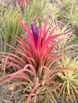 Tillandsia ionantha var. ionantha L