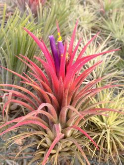 Tillandsia ionantha var. ionantha L